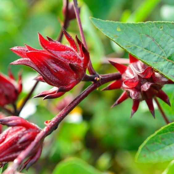 Hub for Belle Skincare, Haircare and Wellness Range Australian Native Rosella plant Ingredient