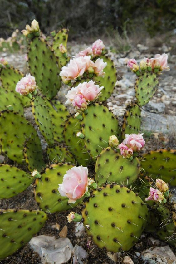 Hub for Belle Skincare, Haircare and Wellness Range Prickly Pear Ingredient