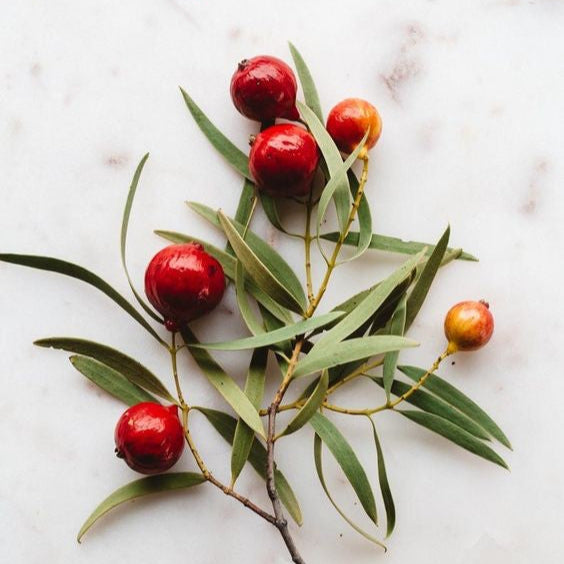 Hub for Belle Skincare, Haircare and Wellness Range Australian Native Quandong Ingredient with leaves on bench