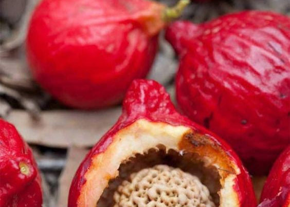 Hub for Belle Skincare, Haircare and Wellness Range Australian Native Quandong Ingredient
