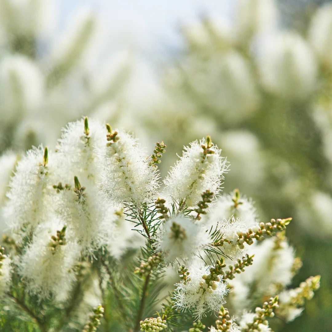 Hub for Belle Skincare, Haircare and Wellness Range Australian Native Snowflower Ingredient plant form