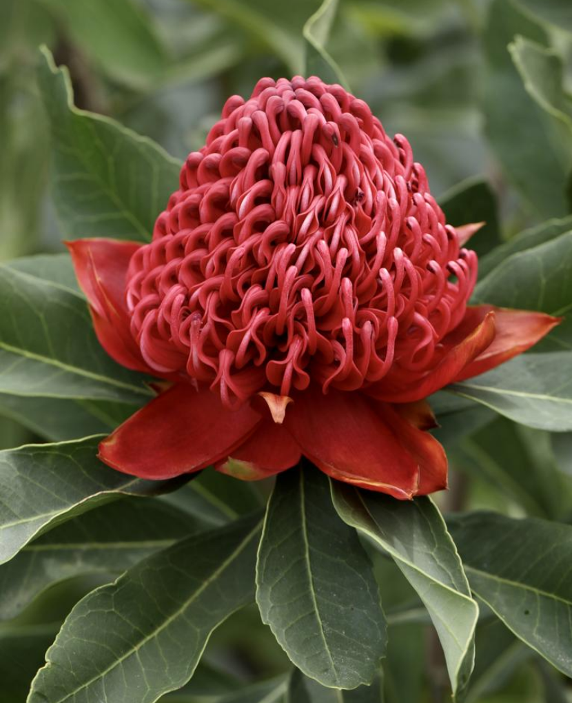 Hub for Belle Skincare, Haircare and Wellness Range Australian Native Waratah Plant Ingredient