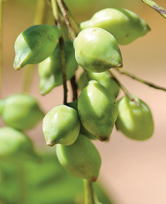 Green Kakadu Plum on a branch