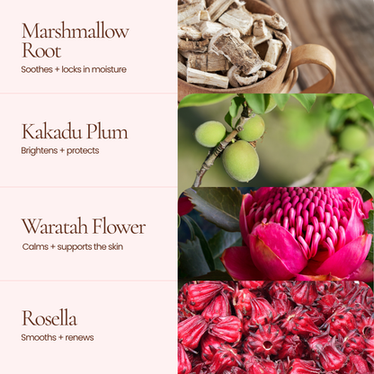 Hub For Belle Antioxidant Hydration Infused Concentrated Face Cream vertical informational graphic with four botanical ingredient panels and text labels: Marshmallow Root, Kakadu Plum, Waratah Flower, and Rosella, each with a close-up photo of the ingredient and a short benefit statement.