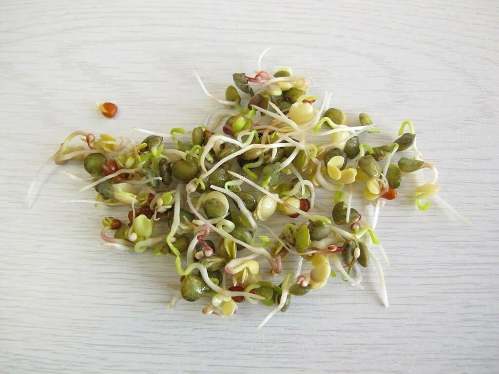 Quinoa Sprouted seeds on a light gray background